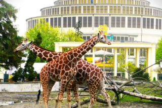 Najlepsze ogrody zoologiczne w Polsce [ZDJĘCIA]