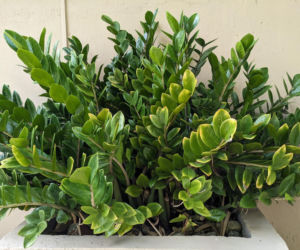 Popularne rośliny doniczkowe w polskich domach