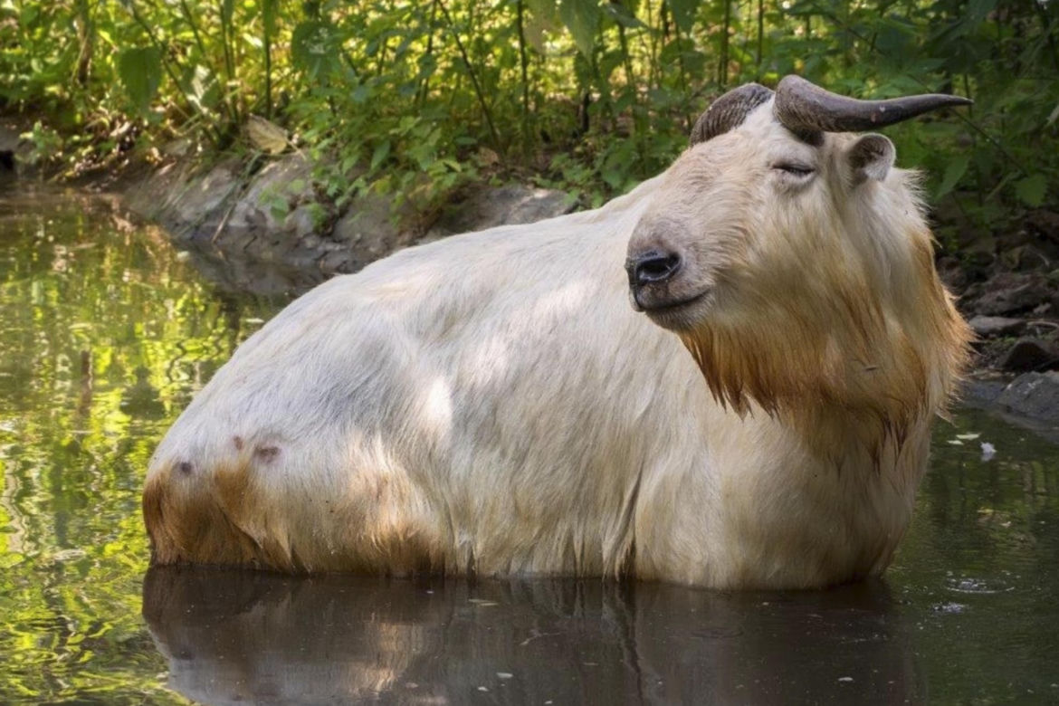Takin złocisty