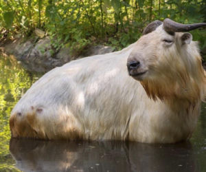 Takin złocisty