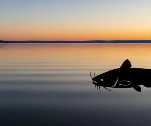Jezioro Gopło i największa ryba. Co jeszcze zaskakuje w sercu Kujaw?