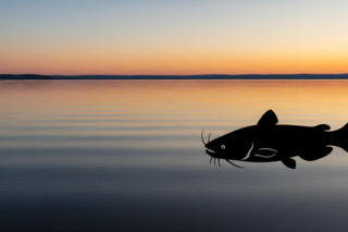 Jezioro Gopło i największa ryba. Co jeszcze zaskakuje w sercu Kujaw?