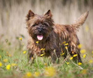 Cairn terrier