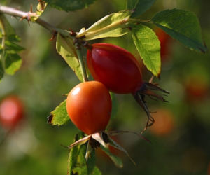 Rosliny ozdobne o kolorowych owocach