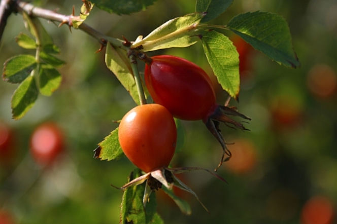 Rosliny ozdobne o kolorowych owocach