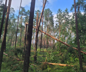 Potężna nawałnica przeszła przez Bory Tucholskie. Powalone drzewa, zablokowane drogi