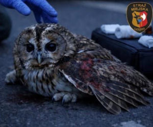 Niecodzienna interwencja strażników miejskich