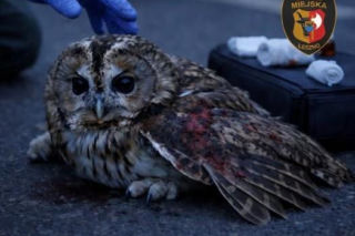 Niecodzienna interwencja strażników miejskich w Lesznie. Przyjechali do...sowy
