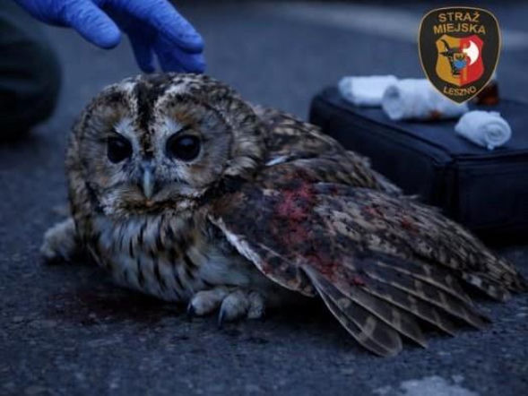 Niecodzienna interwencja strażników miejskich