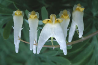 Serduszka kapturkowate - Dicentra cucullaria