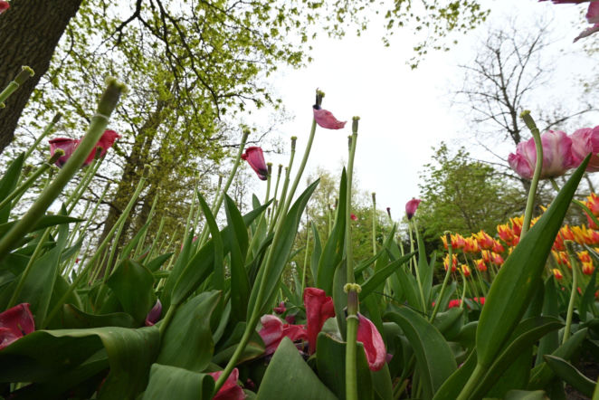 Tulipany po kwitnieniu
