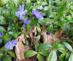 52. Rajd Spotkanie z wiosną