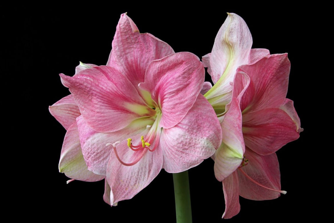 Hippeastrum