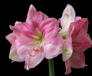 Hippeastrum