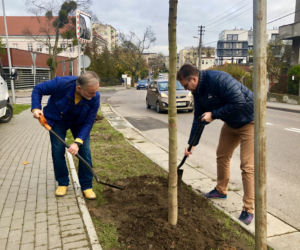 W czwartkowy poranek, Wojciech Szczurek, prezydent Gdyni i Marek Łucyk, wiceprezydent ds. rozwoju posadzili ostatnie drzewa z odtworzonego szpaleru przy ul. Legionów.  