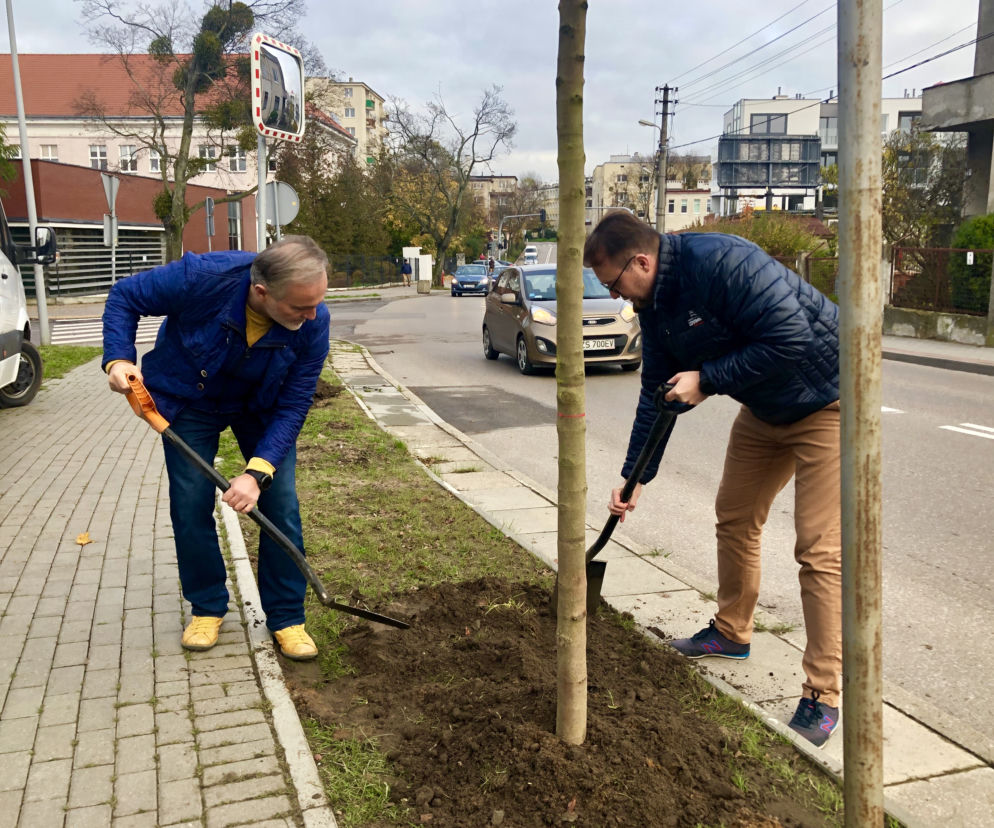 W czwartkowy poranek, Wojciech Szczurek, prezydent Gdyni i Marek Łucyk, wiceprezydent ds. rozwoju posadzili ostatnie drzewa z odtworzonego szpaleru przy ul. Legionów.  