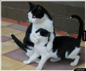 Koty opanowały internet!