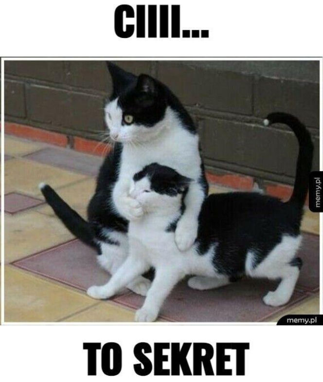 Koty opanowały internet!