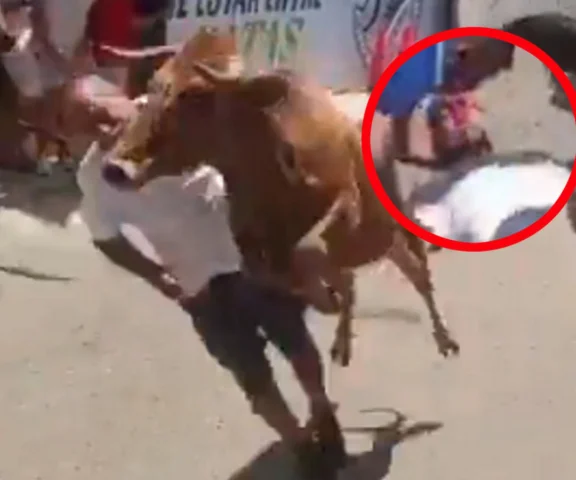 Groźny wypadek na peruwiańskim festynie. Rozpędzony byk staranował uczestnika zabawy