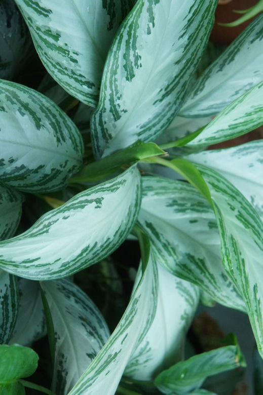 Aglaonema