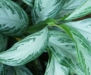 Aglonema