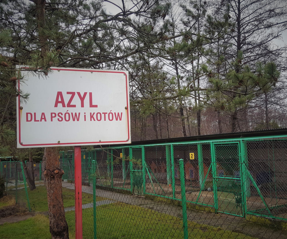 azyl 