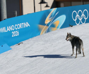Pies biegł z zawodniczkami na trasie igrzysk