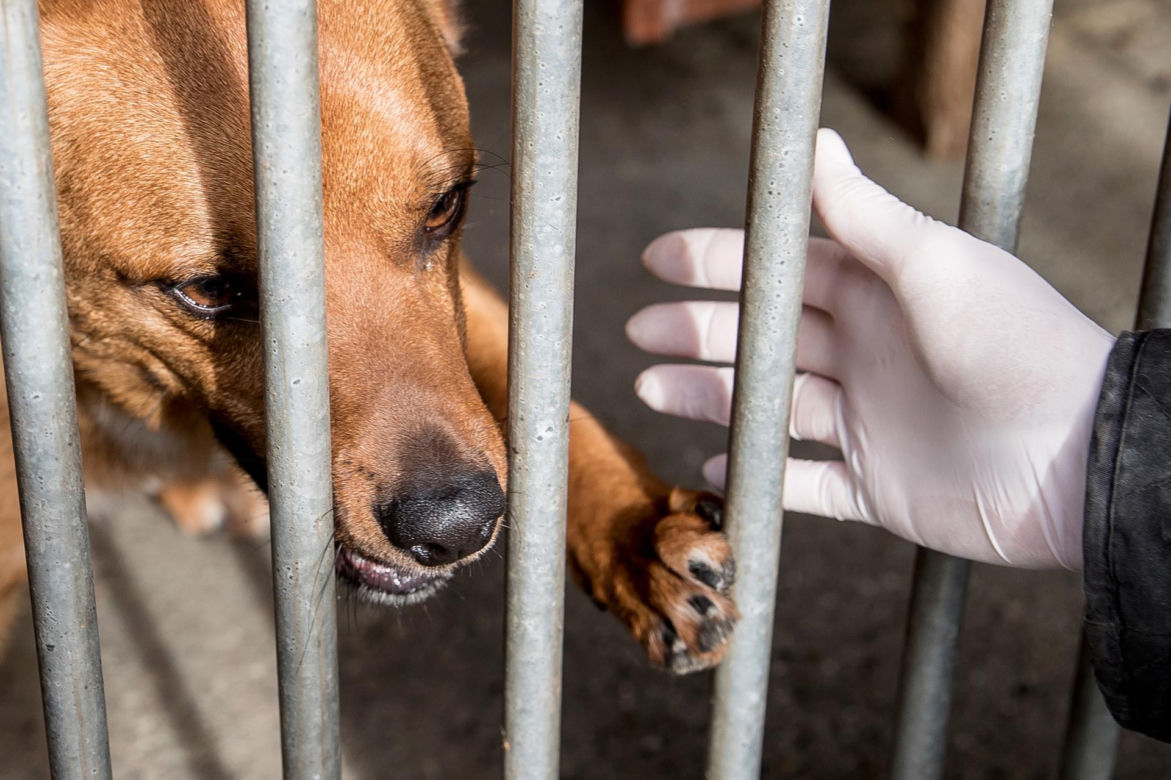 Mieszkańcy Krakowa chętnie adoptują psy w czasie koronawirusa