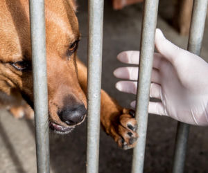 Mieszkańcy Krakowa chętnie adoptują psy w czasie koronawirusa