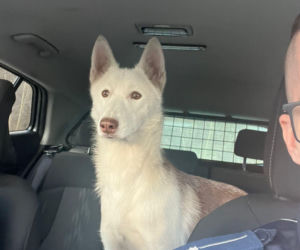 Piorun porzucony na drodze w Wigilię. Ta historia łamie serca