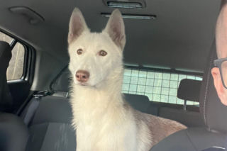 Piorun porzucony na drodze w Wigilię. Ta historia łamie serca