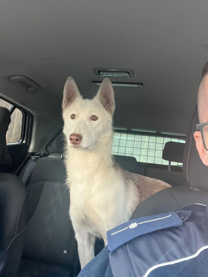 Piorun porzucony na drodze w Wigilię. Ta historia łamie serca