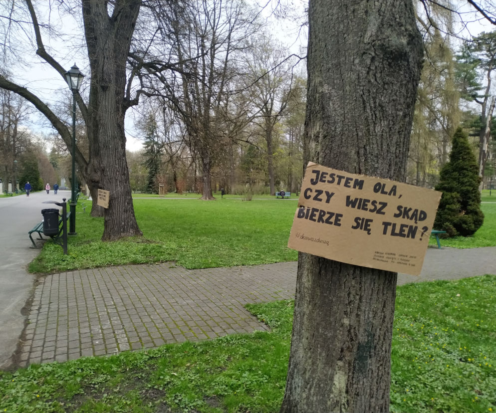 Krakowskie drzewa przemówiły do mieszkańców ludzkim głosem. Co mają do powiedzenia?