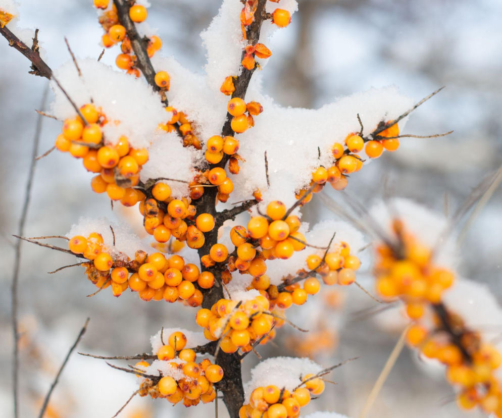 Dlaczego warto posadzić rokitnik w ogrodzie? Odkryj jego zalety!