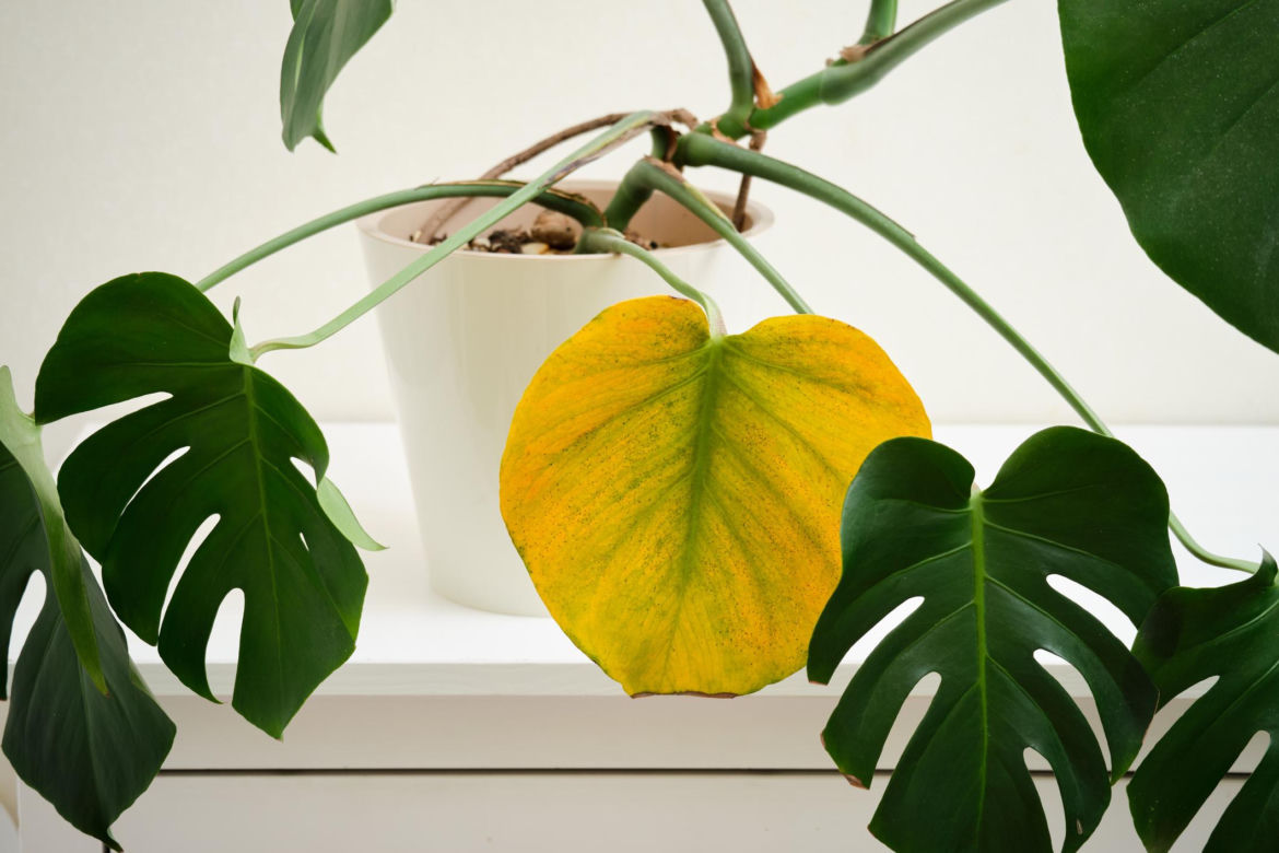 Monstera
