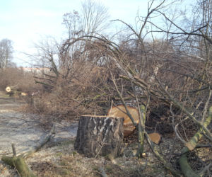 Wycinają drzewa na Orlej w Rzeszowie