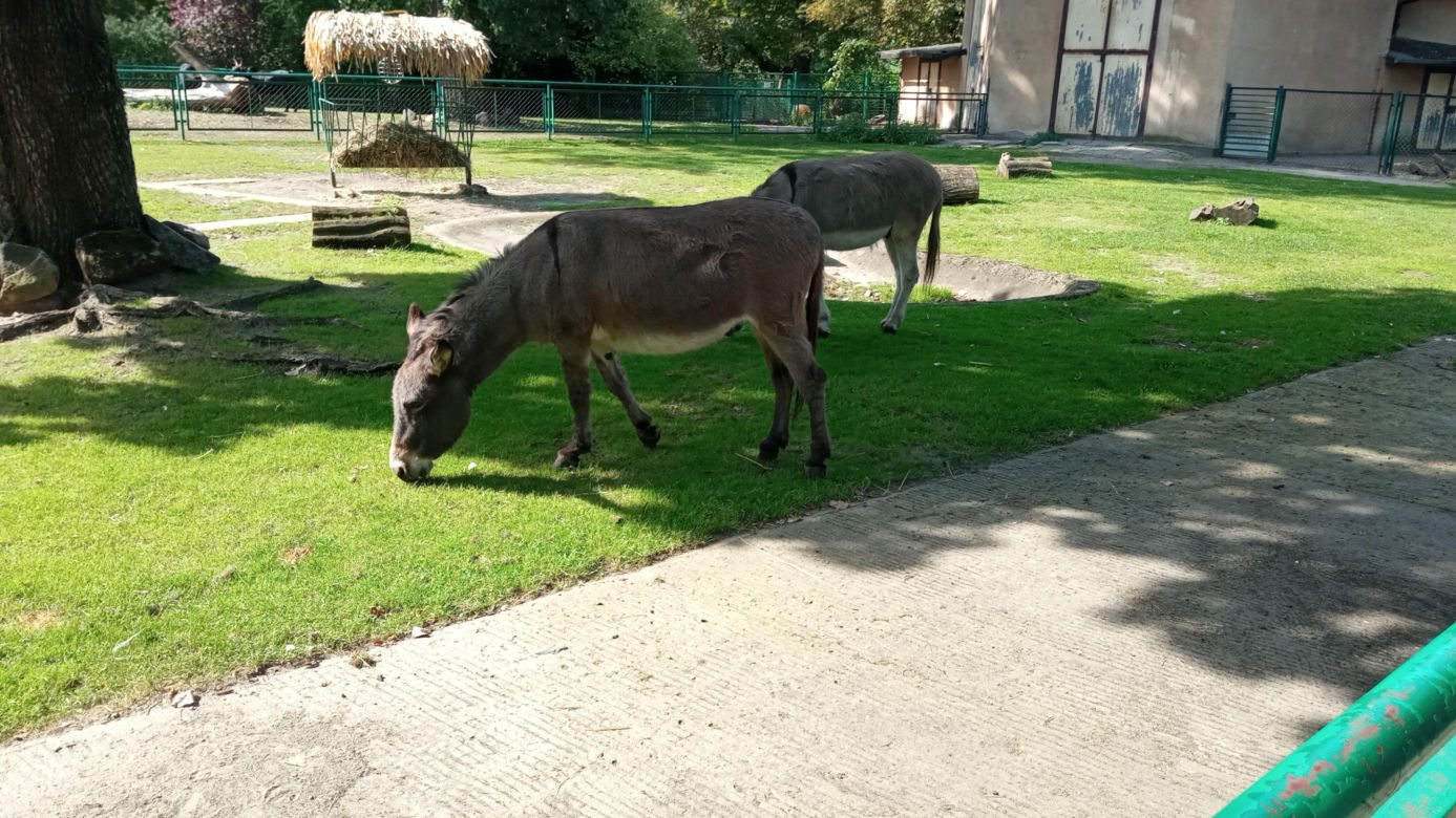 Stare ZOO w Poznaniu. Idealne miejsce na rodzinne spacery w sercu miasta 