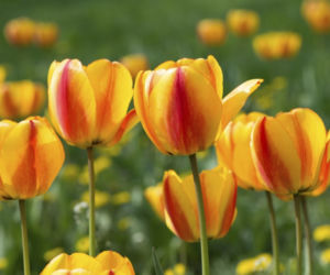 tulipany.jpg