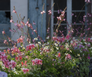 Gaura Lindheimera