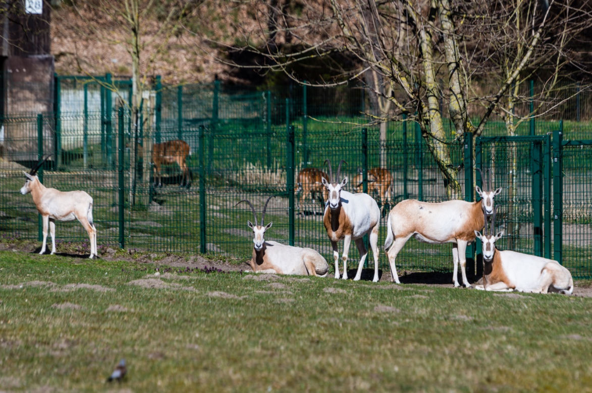 Koronawirus w Trójmieście. Zwierzęta z zoo tęsknią za ludźmi