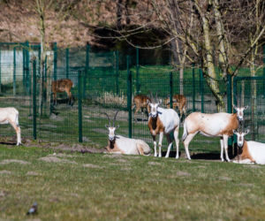Koronawirus w Trójmieście. Zwierzęta z zoo tęsknią za ludźmi