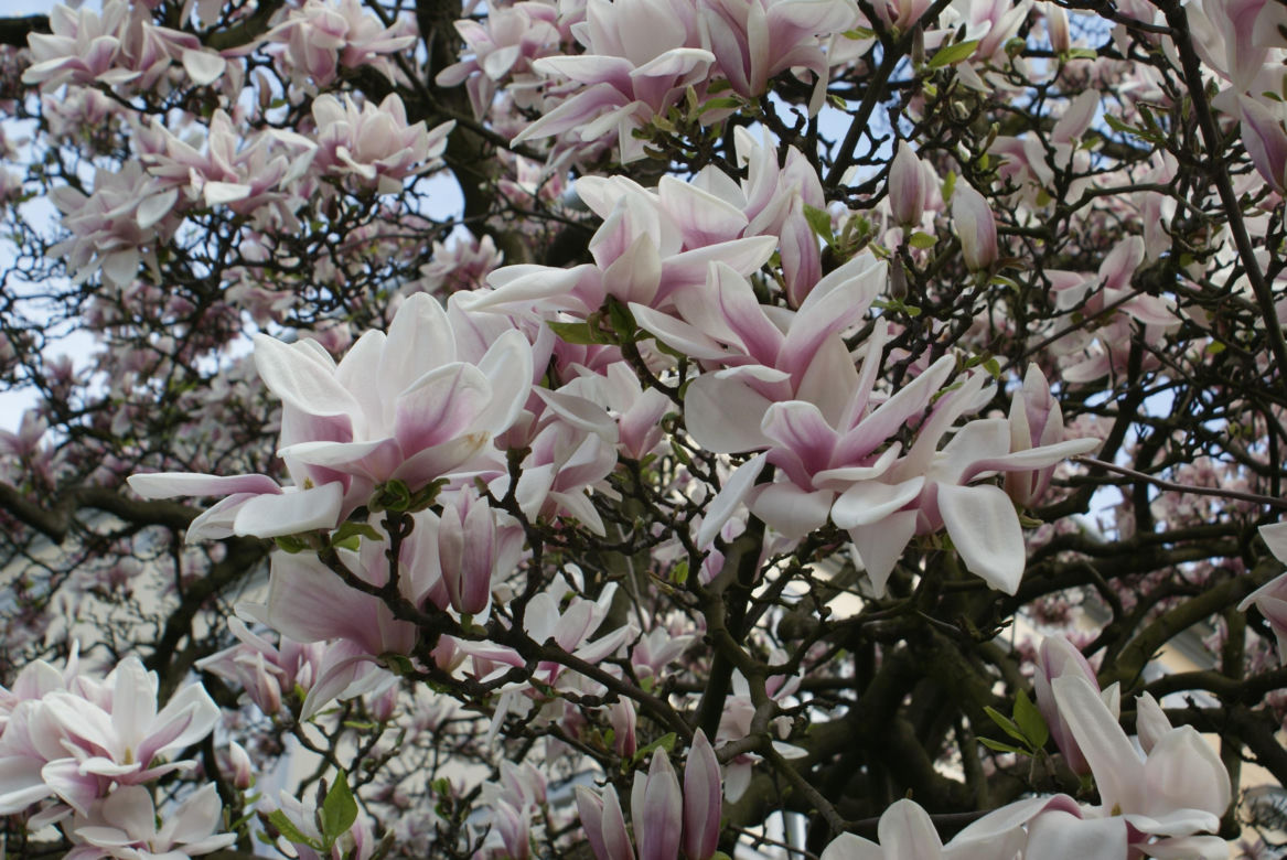 Szlak Magnolii w Cieszynie to największa atrakcja wczesnej wiosny