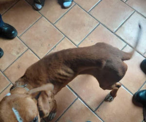 Policjanci usłyszeli ciche skomlenie, widok złamał im serca. Skrajnie wychudzona psinka nie miała dostępu nawet do wody