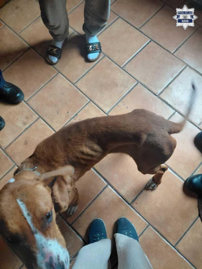 Policjanci usłyszeli ciche skomlenie, widok złamał im serca. Skrajnie wychudzona psinka nie miała dostępu nawet do wody