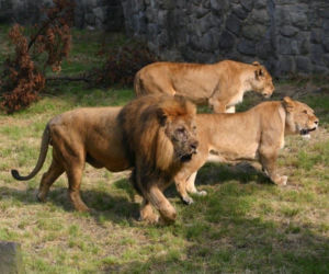 Tak wyglądają zwierzęta mieszkające w śląskim ZOO