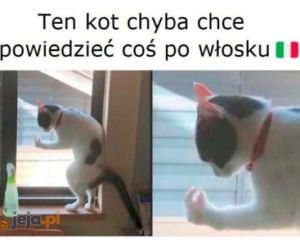 Dzień Kota 2020