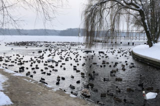 Dokarmiaj kaczki i łabędzie. Rób to jednak z głową! [FOTO,WIDEO]