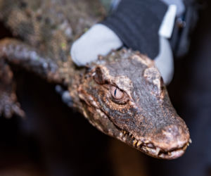 Kajman złapany we Wrocławiu trafił do ogrodu zoologicznego
