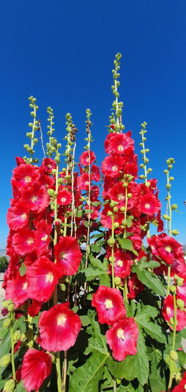 Malwa różowa (Alcea rosea)