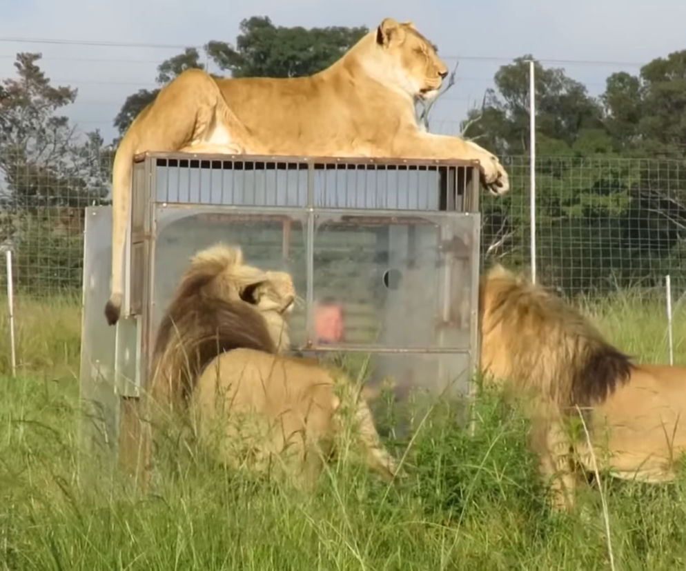 W Afryca otwarto zoo, w których ludzi zamyka się w klatkach 